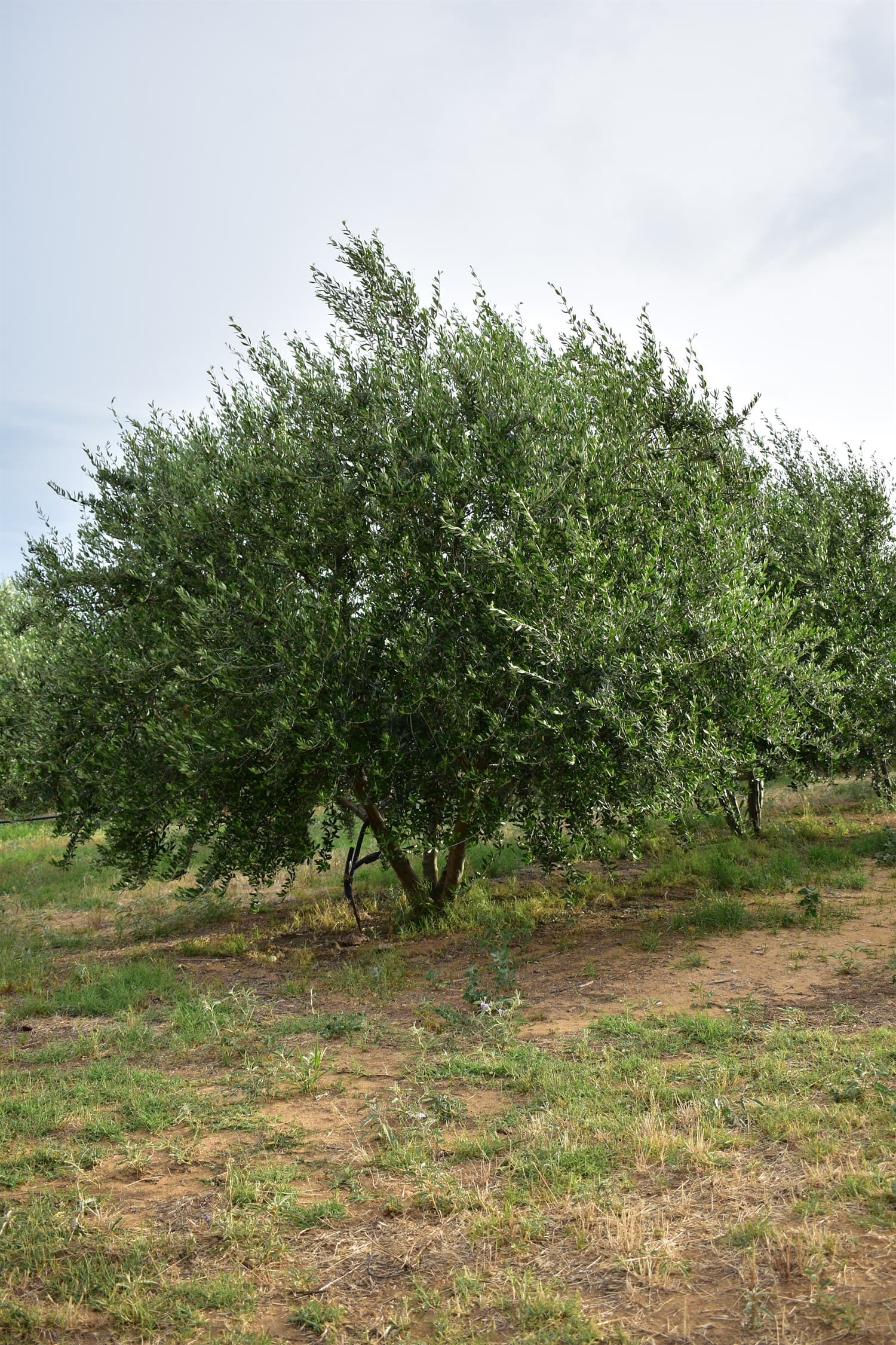Olive tree in the groves of Chalkidiki
