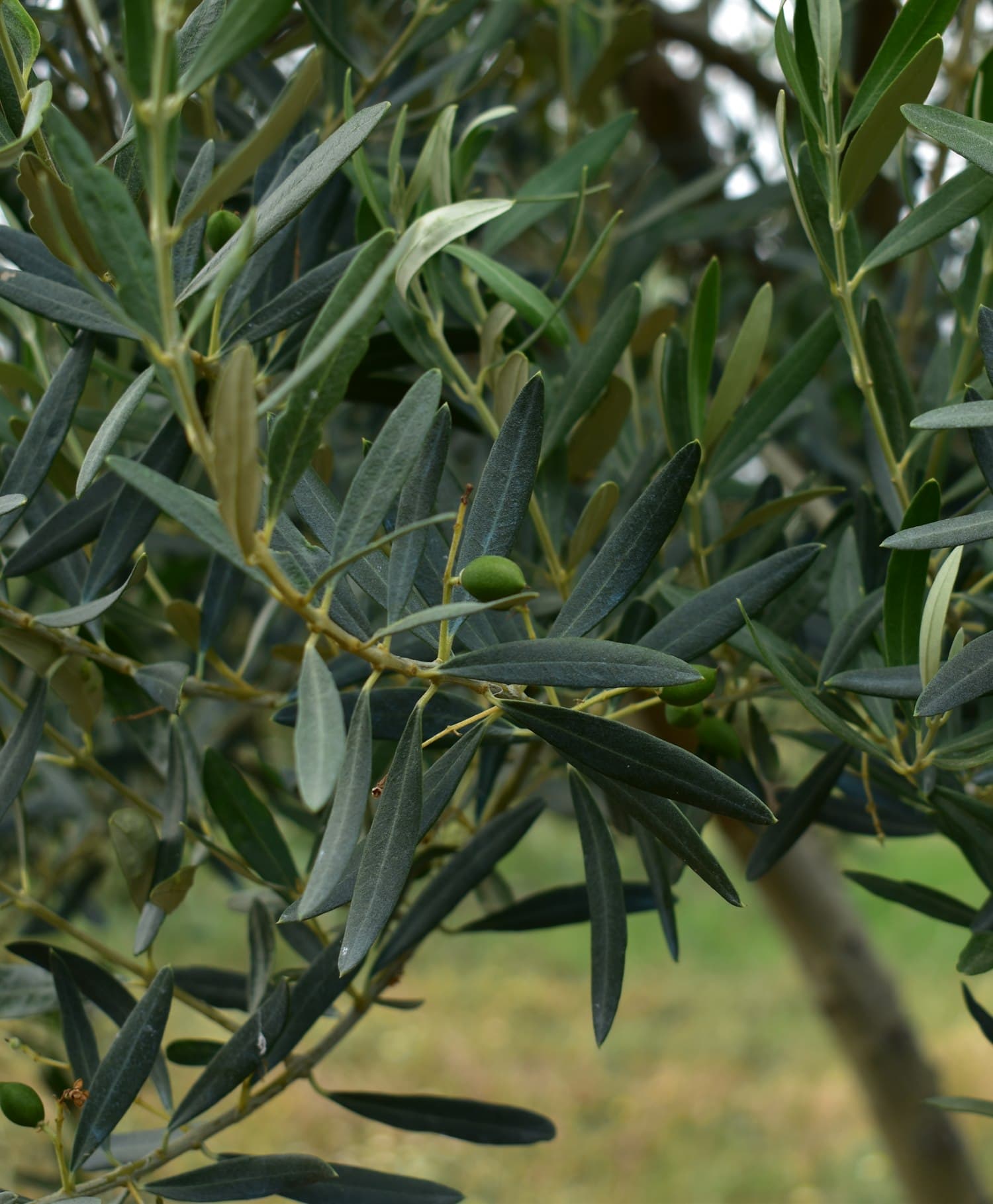 Green olive on an olive branch in the OLETHRA groves