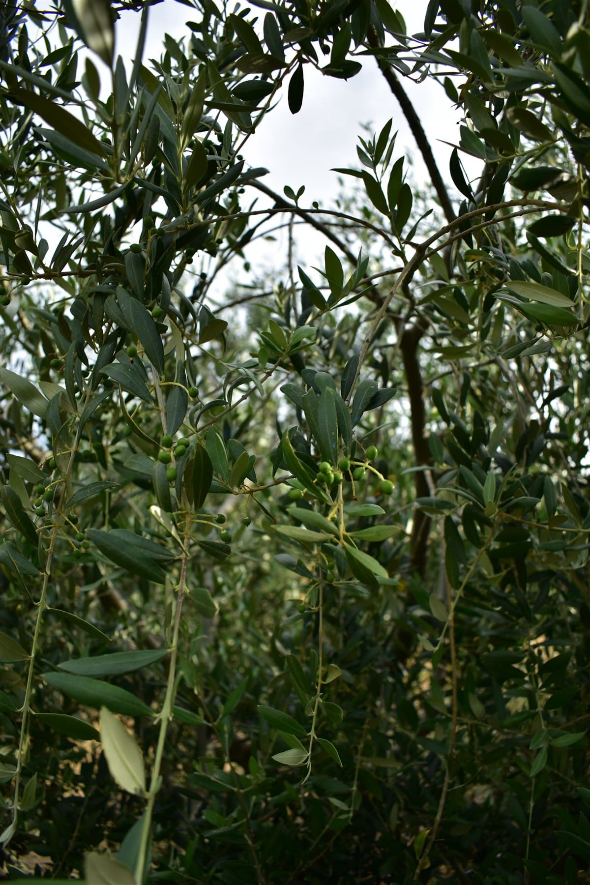 Olive branch with green olives in the OLETHRA groves