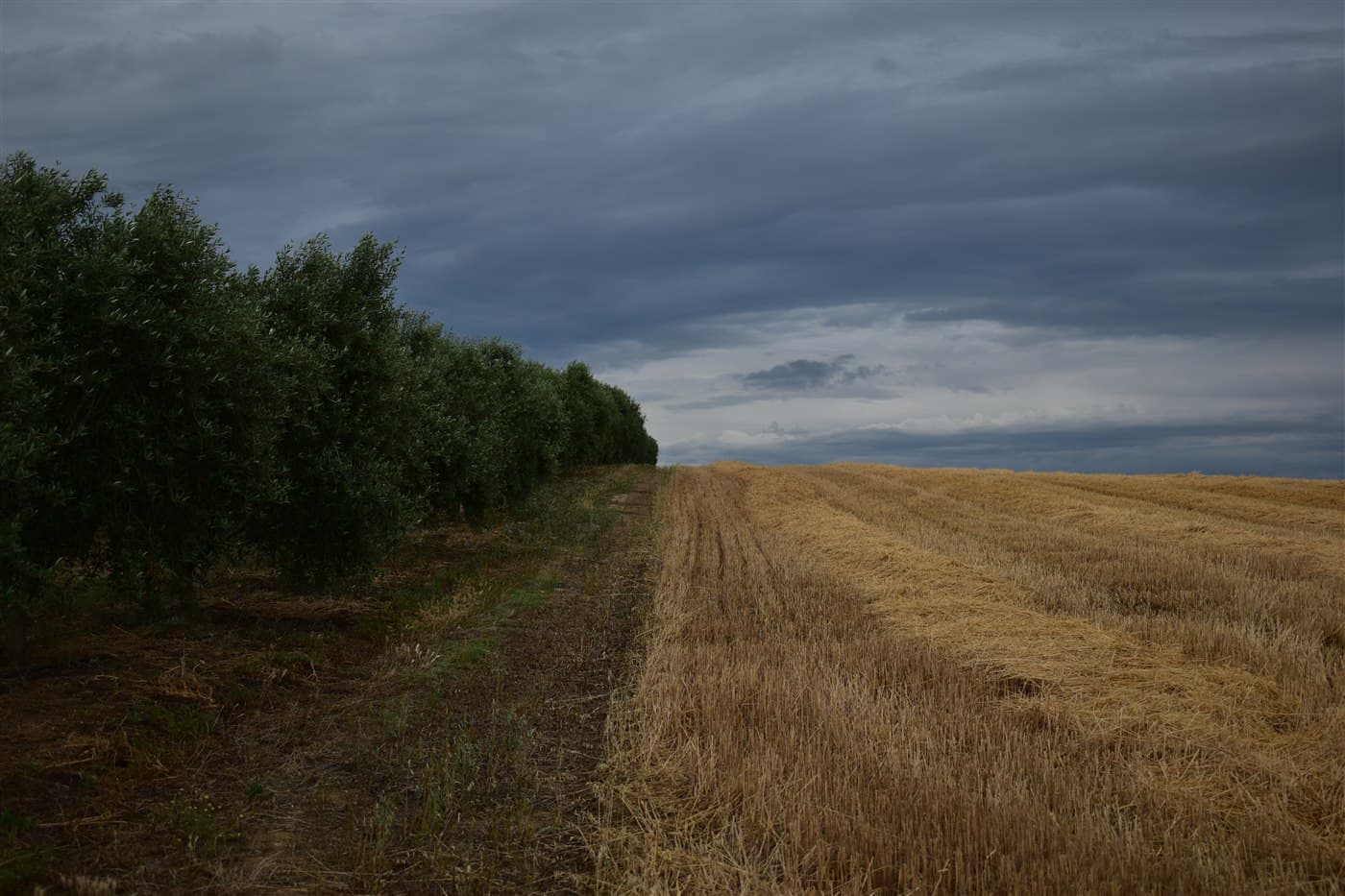 Olive grove and field in Lakkoma, Chalkidiki