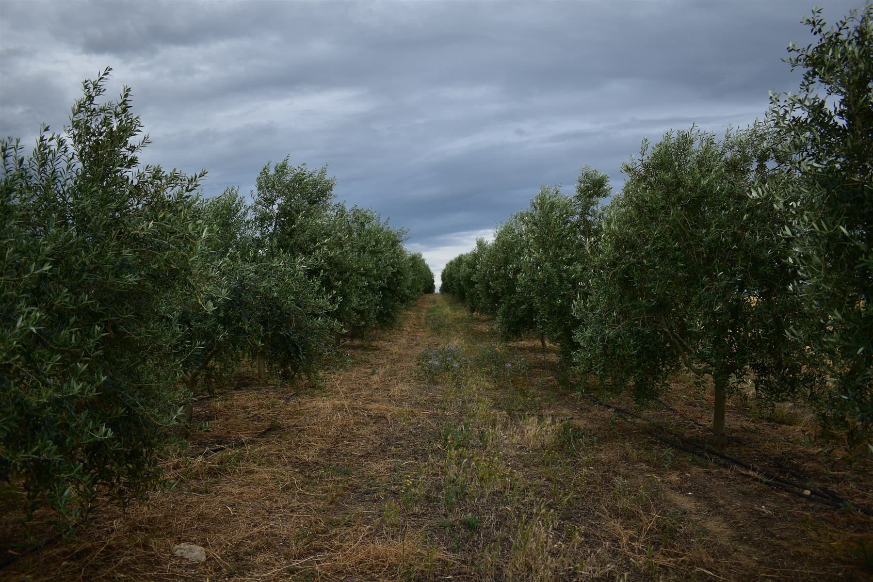 Path between OLETHRA olive trees in Chalkidiki